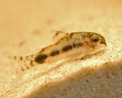Corydoras Habrosus M