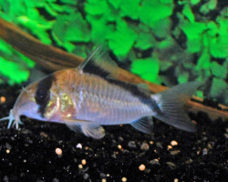 Corydoras Davidsandsi Xl