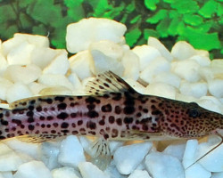 Notoglanidium Macrostoma L