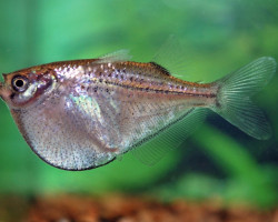 Gasteropelecus Levis/Maculatus Show