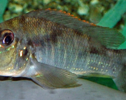 Retroculus Lapidifer S