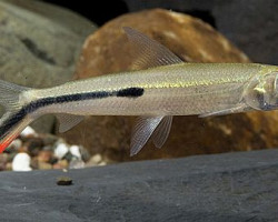 Hemiodopsis Gracilis M