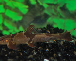 Homaloptera Orthogoniata M