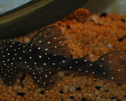 Hypancistrus Sp. L028 M