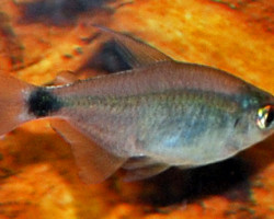 Hyphessobrycon Heliacus S/M