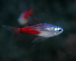 Paracheirodon Innesi Diamant Longfin L