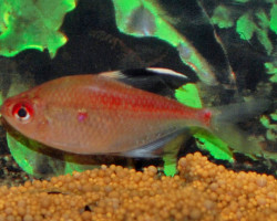 Hyphessobrycon Pyrrhonotus L
