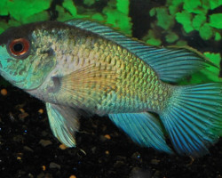 Andinoacara Pulcher Electric Blue M