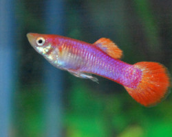 Guppy Pink Tail Maschio M
