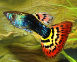 Guppy Tuxedo Spotted Tail Maschio M