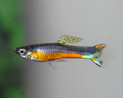 Guppy  Wingei Santa Maria (Maschi E Femmine) M