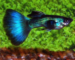 Guppy Turquoise Maschio M