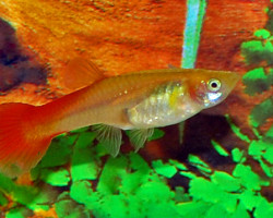 Guppy Femmina Flamingo Red M