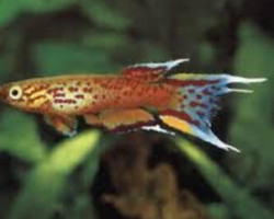 Aphyosemion Australe Xl