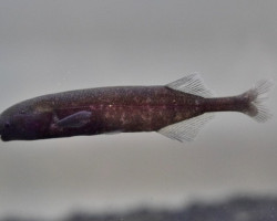 Marcusenius Sp. Cameroon M