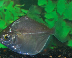 Metynnis Hypsauchen M