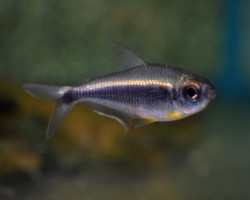 Moenkhausia Heikoi L