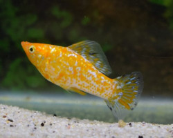 Mollie/P. Velifera Gold Spotted M/L
