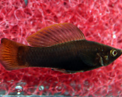 Poecilia Sphenops Chocolate M