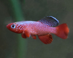 Nothobranchius Rubripinnis L