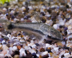 Otocinclus Vittatus M