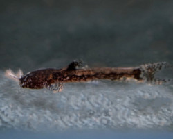Parakysis Verrucosus M