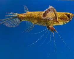 Pantodon Buchholzi L