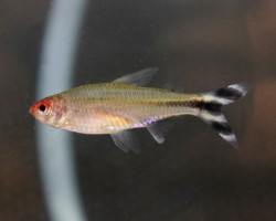 Petitella Georgiae M