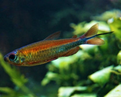 Phenacogrammus Sp. "Fantastic" M