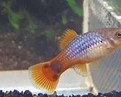 Platy Variatus Neon Coral Blue M