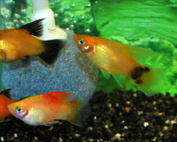 Platy Hifin Mix L