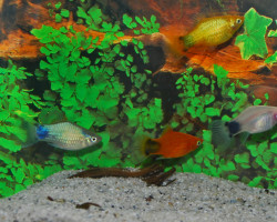 Platy Mickey Mouse Mix L