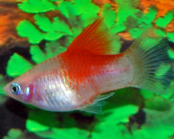 Platy White Redfin M