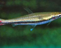 Poecilobrycon/Nannostomus Harrisoni L