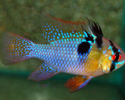 Microgeophagus Ramirezi Maschio Xl