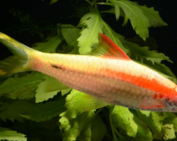 Puntius Denisonii Gold M