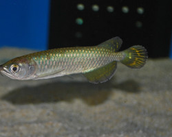 Scleropages Jardini S