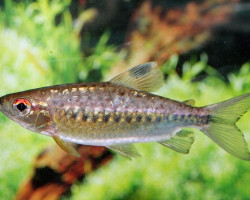 Arnoldichthys Spilopterus M