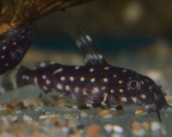 Synodontis Angelicus M
