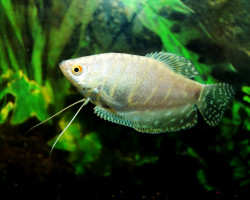 Trichogaster Trichopterus Platinum S/M