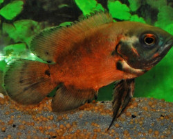 Astronotus Ocel.Red S