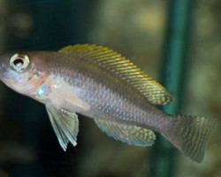 Lamp./Neolamprologus Caudopunctatus M