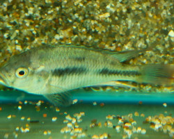 Haplochromis Latifasciatus M