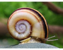 Marisa Cornuarietis L