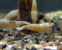 Caridina Sp. Crystal Gold M
