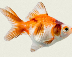 Car. Aur. Tricolor 10/12