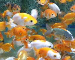 Car. Aur. Ranchu Mix 8/10