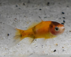 Car. Aur. Red Shubunkin  4/7