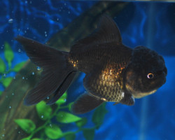 Car. Aur. Black Oranda  6/7