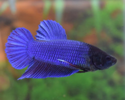 Betta Splendens King Maschio L